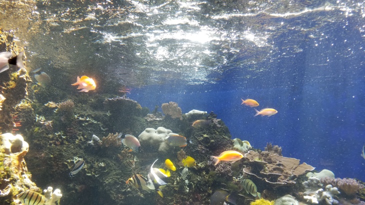 Fish at the Waikiki Aquarium.